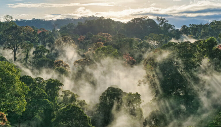 Endangered knowledge and endangered plants: Threats to Indigenous medicinal traditions in Borneo