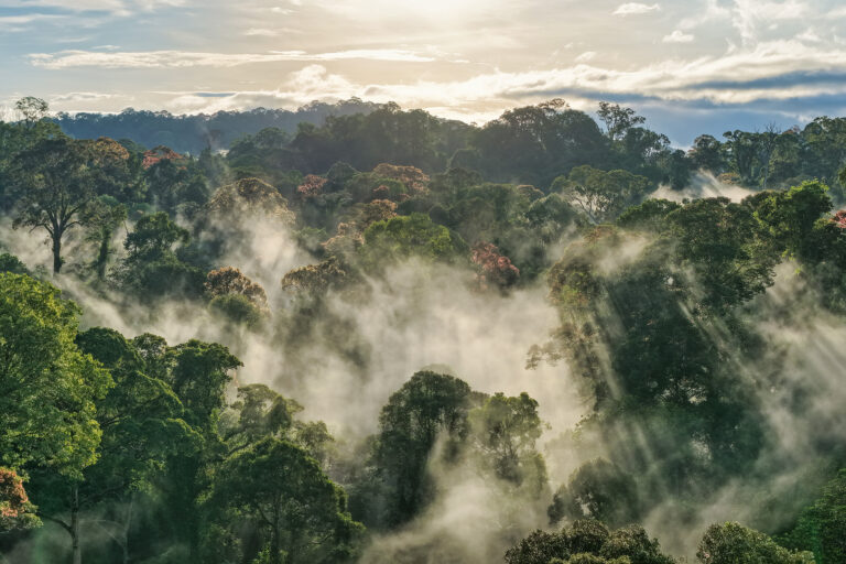 Endangered knowledge and endangered plants: Threats to Indigenous medicinal traditions in Borneo